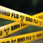 Bird Flu, Otago egg farm, New Zealand, H7N6 subtype of avian influenza,