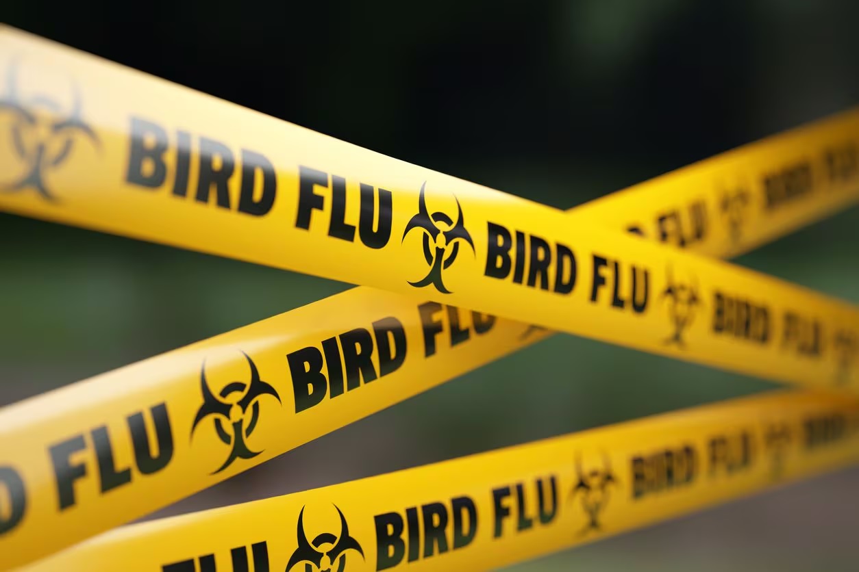 Bird Flu, Otago egg farm, New Zealand, H7N6 subtype of avian influenza,