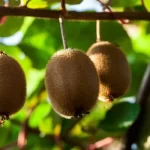 Kiwifruit labour company, underpaid workers, Migrant Exploitation,