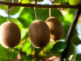 Kiwifruit labour company, underpaid workers, Migrant Exploitation,