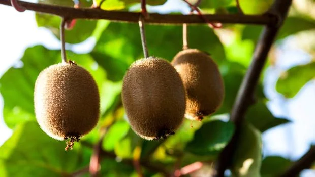 Kiwifruit labour company, underpaid workers, Migrant Exploitation,