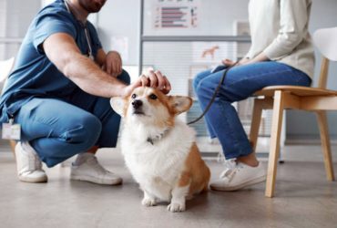 Fake Doctor, Fake veterinarian in New Zealand, Veterinary Council of New Zealand , Indian,